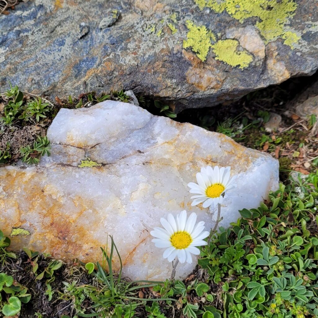 Weiße Bergblume mit gelber Blütennarbe und Felsbrocken auf Bergwiese