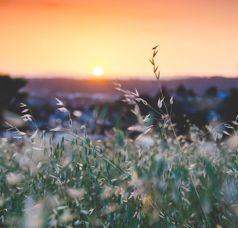 Selbstfürsorge und Genuss am Leben Kornfeld mit orange und lila Sonnenaufgang als Symbol für einen Moment der Selbstfürsorge